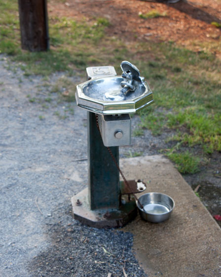 water fountain for dogs