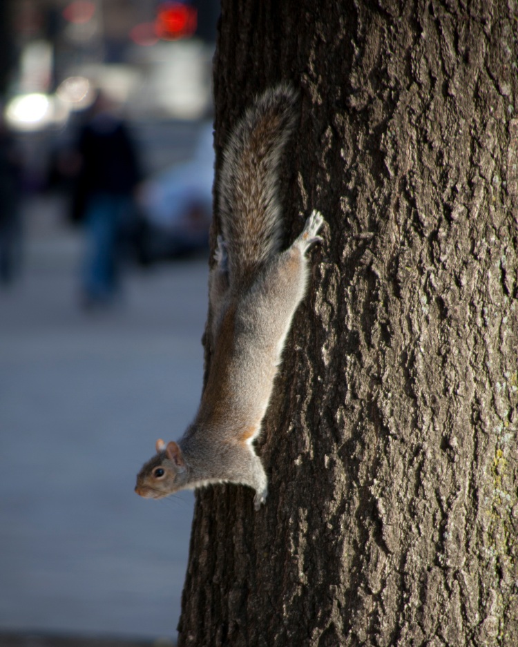 squirrel running down tree